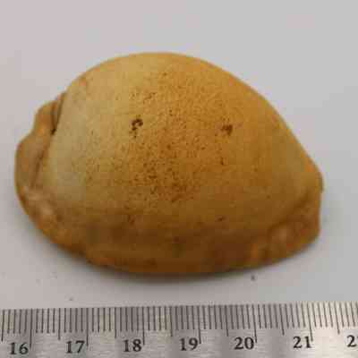 Cowrie shell lure with ruler: The image shows a cowrie shell lure with a yellowish hue placed next to a ruler, indicating its size.