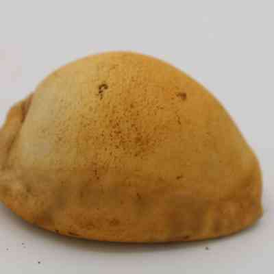 Profile of cowrie shell lure: The image shows a close-up of a cowrie shell lure, featuring a smooth, curved surface with a natural, earthy tone and subtle specks.