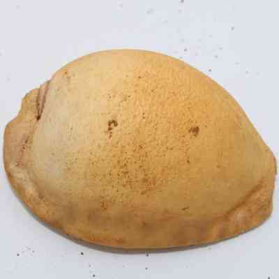 Top of cowrie shell lure: The image shows a single cowrie shell lying on a plain white surface, showcasing its smooth, rounded yellowish exterior.