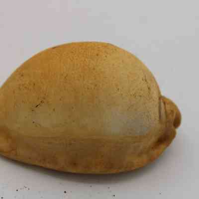 Profile of cowrie shell lure: The image shows a cowrie shell lure, featuring a smooth, curved shape with a light brownish hue.