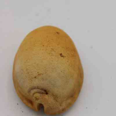 Lengthwise view of cowrie shell lure: A cowrie shell lure with a smooth, oval shape and brownish tones sits on a plain white background, showcasing its natural texture.