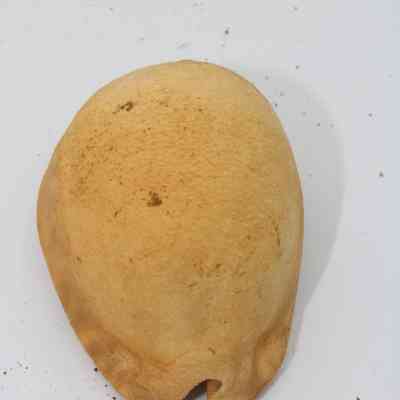 Lengthwise view of cowrie shell lure: A cowrie shell lure is displayed against a plain white background with scattered small debris, highlighting its natural texture and imperfections.