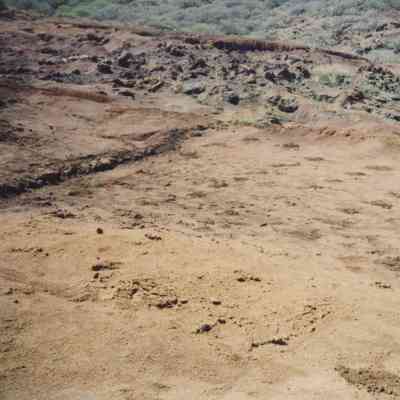 Distant view of plant starters on hardpan