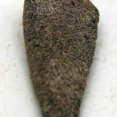 Lengthwise view of coral abrader: The image shows a close-up view of an irregularly shaped, brown object with a textured, porous surface resembling a piece of fossilized bone or coral.