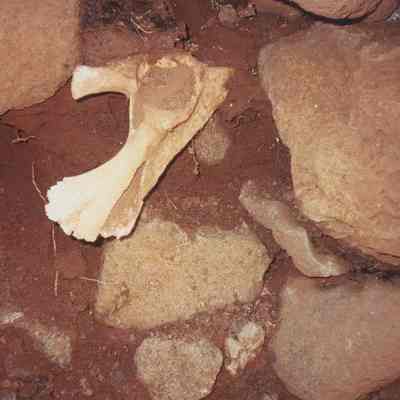 Closeup of a cow bone in a dry streambed