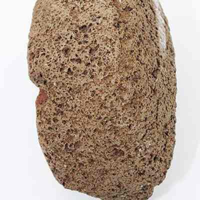 Lengthwise view of an 'ulu maika fragment with ruler: The image shows a porous, brownish rock positioned on a white background, with a ruler at the bottom indicating a width of around 3.5 centimeters.