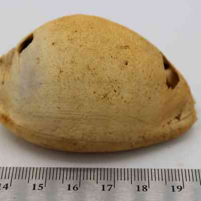 Profile of cowrie shell lure with ruler: The image displays a cowrie shell lure, which is speckled with a natural brown hue, placed beside a ruler for size comparison on a white