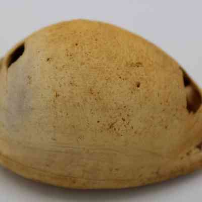 Closeup profile of cowrie shell lure: The image shows a weathered cowrie shell lure with a smooth, beige surface, marked by natural imperfections and small holes, likely used for fishing.