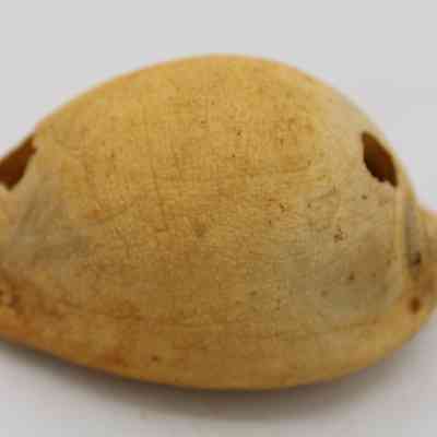 Profile of cowrie shell lure: The image shows a cowrie shell lure featuring a natural tan color, with visible helical holes on both ends.