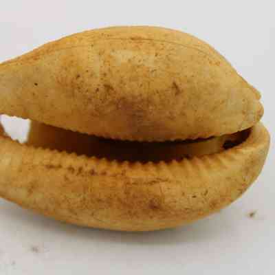 The underside of cowrie shell lure: A close-up image shows a cowrie shell with a weathered exterior, used as a traditional fishing lure, displaying its natural, rugged texture.