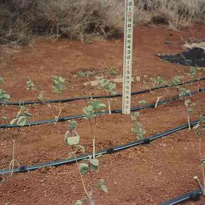 Pohinahina plantings w/measuring stick
