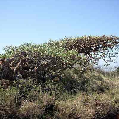 Wiliwili tree at LZ1: Origsize: 2.36 mb; Origformat: Other; Resolution: 200 dpi