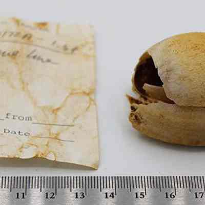 Cowrie shell lure-heavily damaged