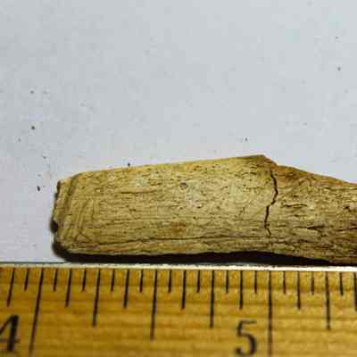 Two pieces of cut mammal bone reattached temporarily: Small worked bone fragments lies next to a ruler on a white surface, exhibiting cracks and rough texture along its length.
