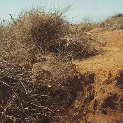 Profile of erosion cut under brush pile