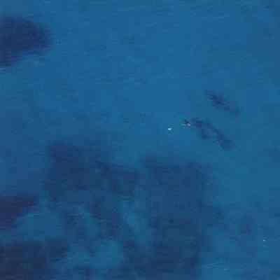 Very high aerial view of a whale in Reserve waters