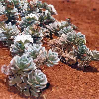 Hinahina plant with flowers