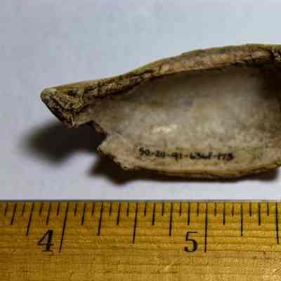 Underside of a cowrie shell fragment with identification number in black ink: The image shows a small, weathered shell fragment placed above a wooden ruler for scale, with numbers inscribed inside.