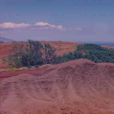 Hardpan terrain with trees