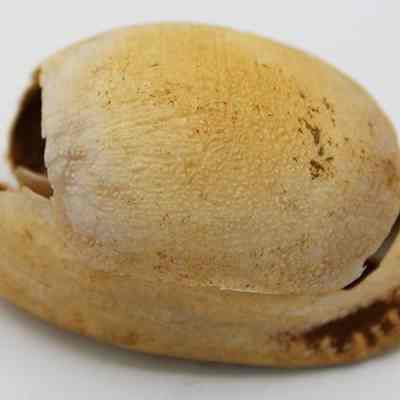 Profile of broken lu he'e (octopus lure) of cowry shell: Original size: 5.5 cm x 4.2 cm; Original format: Artifact; Resolution: 150 dpi