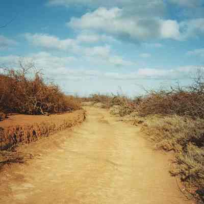 Dirt road with brush piles