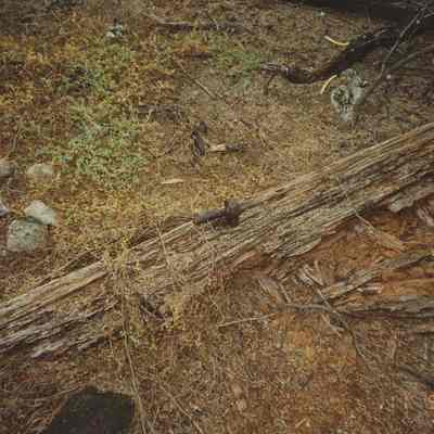 Fence post with nail
