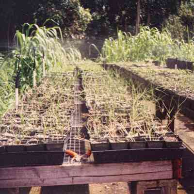 Starter plants on tables