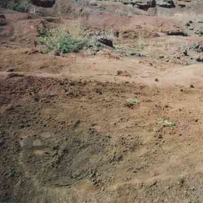 Starter plants in hardpan