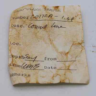 Artifact slip for cowrie shell lure (lu he'e): Original format: Other; Resolution: 150 dpi