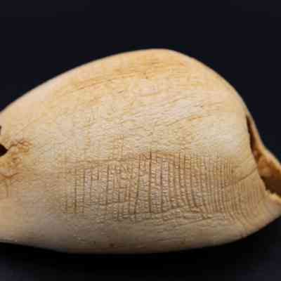 Closeup profile of cowrie shell lure: A cowrie shell lure is displayed against a dark background, showcasing its textured surface and unique natural markings clearly.