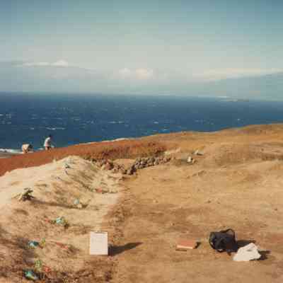 Row of plantings on fabric matting