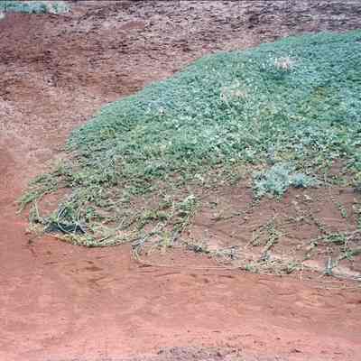 Pau o Hiiaka-large planting