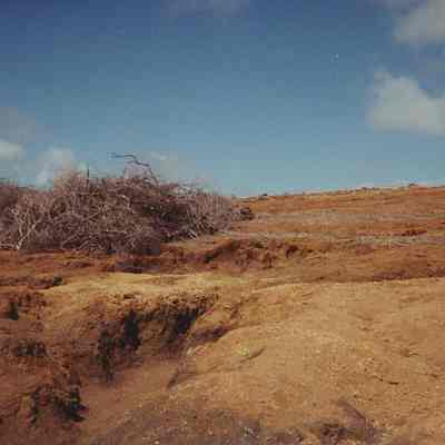 Luamakika-brush piles and erosion cuts