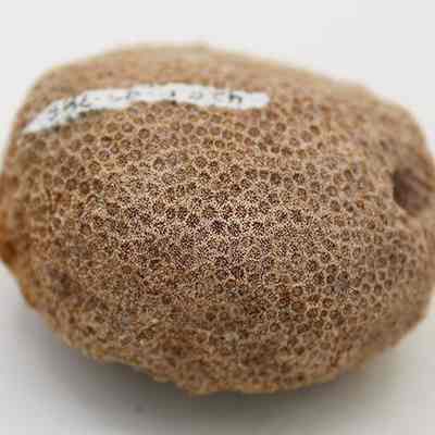 Close up of a coral disc: The image shows a rounded, brown coral disc with a porous texture and a small label attached, resting on a plain white surface.