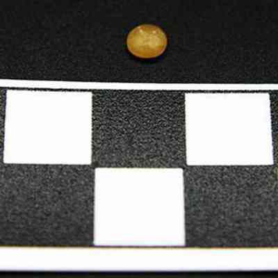 Plastic disk with scale: The image shows a small, round, yellow object placed on a black surface above a black-and-white centimeter scale for measurement reference.