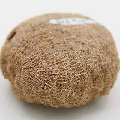 Closeup of a coral disc or grinder: The image shows a close-up of a round, textured coral disc, showcasing its intricate, fibrous surface patterns against a plain background.
