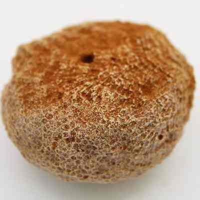 Close up of a coral disc/grinder: The image shows a coral disc with a rough, textured surface, featuring a central hole and shades of brown.