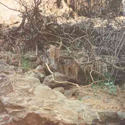 Rocks and plants