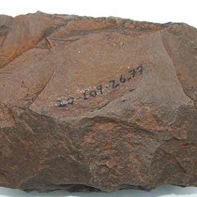 Basalt adze blank with alternate id number visible: The image shows a rough, brown, angular rock with hand-written numbers against a plain white background.