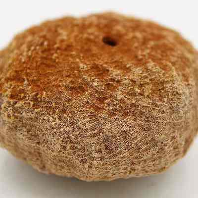 Profile of coral disc/grinder: The image shows a textured, brown coral disc with a central hole, displaying natural patterns and a rough, rounded surface indicative of marine origins.