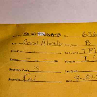 Artifact envelope for a broken piece of coral abrader: The image shows a yellow envelope with handwritten details about a specimen called "Coral Abrader." Data include site number 636.