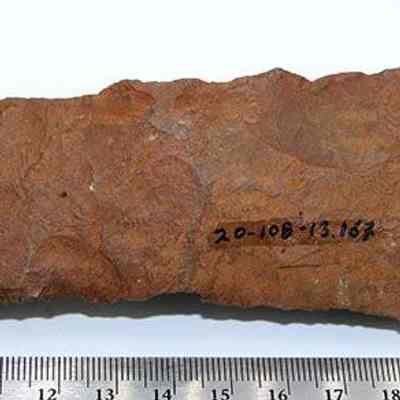 Closeup of adze preform with id #: Origsize: 12 cm (L); Origformat: Artifact; Resolution: 200 dpi