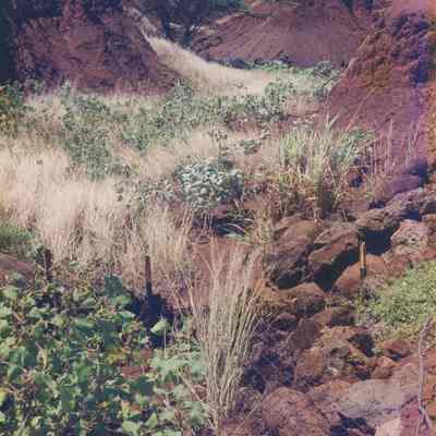Unidentified plants with check dams