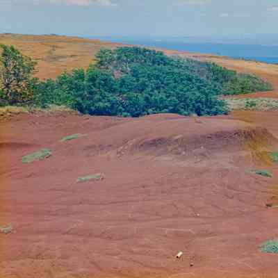 Hardpan landscape with trees