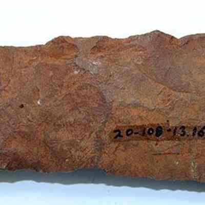 Adze preform with id #: Origsize: 12 cm (L); Origformat: Artifact; Resolution: 200 dpi