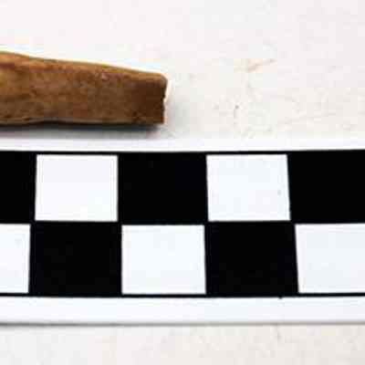 Echinoid abrader: The image shows a small, brown archaeological artifact placed above a black and white centimeter scale for size comparison, highlighting its length and form.