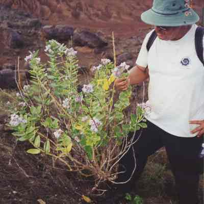 Charles Lindsey with crown flower
