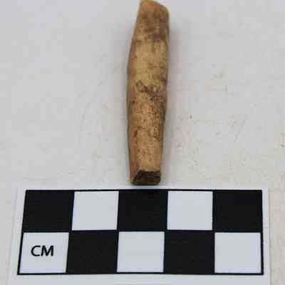 Lengthwise view of echinoid abrader: The image shows a worn, cylindrical, beige object resembling wood or bone, placed above a black and white centimeter scale for size reference against a plain background