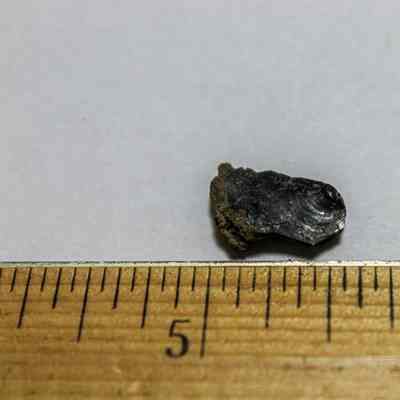 Closeup of volcanic glass: A small, dark volcanic rock fragment is placed beside a ruler, indicating its size around .5 centimeters long
