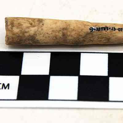 Echinoid abrader with accession number: The image shows an aged echinoid fragment above a black and white checkered scale with centimeter markings.